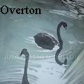 Anastasia Overton - Black Swans - Water Color