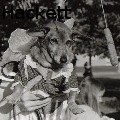 Jennifer Lynn Hackett - Fairy Dog - None